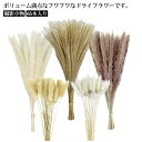 インテリア シロガネヨシ パンパスグラス ドライフラワー ケーブ 65本入り アレンジ パンパス系 ふわふわ 北欧 パンパスグラス スワッグ 花束 ナチュラル ...