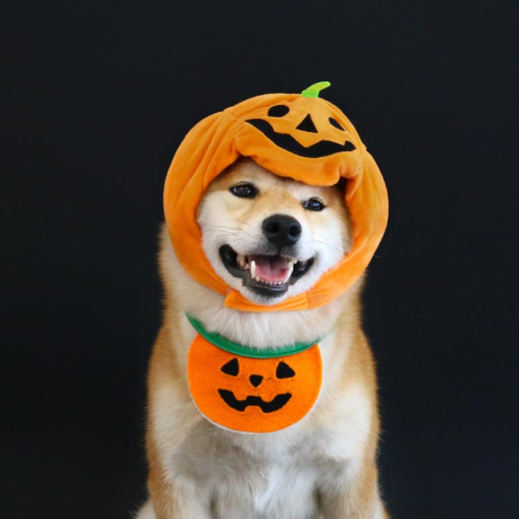 ハロウィン ペット 犬 猫 コスプレ かぼちゃ 着ぐるみ パンプキン 帽子 スタイ 被...