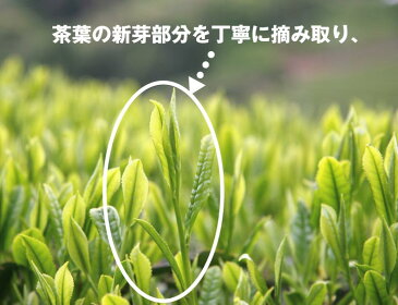 深蒸し茶 3点セット 日本茶 【メール便対応】 大走り 初摘み 八十八夜 深蒸し茶 掛川茶 茶葉 静岡茶 煎茶 お茶 深むし茶 緑茶 お茶 掛川茶