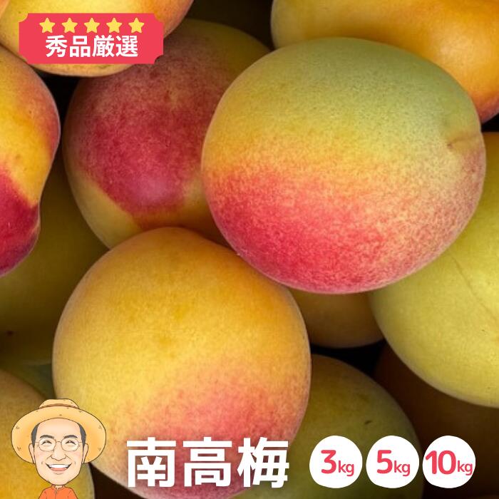 楽天市場】紀州 南高梅 3lの通販