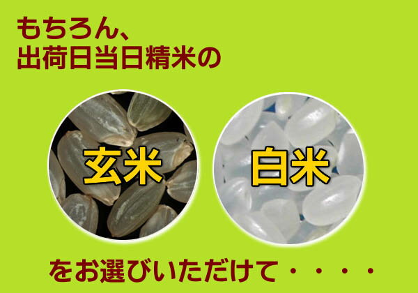 送料無料 広島県産ミルキークイーン30kg 玄米 5kg×6当店一流米ゴールド袋令和3年産 1等米