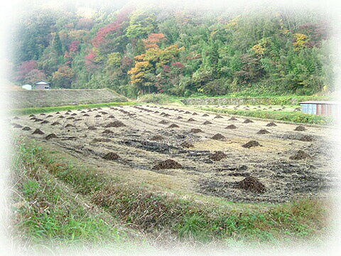 奥大山コシヒカリ10kg 20kg 30kg 玄米 緑袋 送料無料鳥取県産コシヒカリ10kg 20kg 30kg 3セツト購入で 3セット目 無料 2セット目 半額