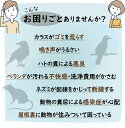 kakurega:10000093のサンプル画像3