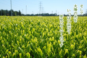 2021年産 お茶 茶農家の愛用茶 たっぷり1キロ 当店人気ナンバー1! 送料無料 日本茶 静岡茶 深蒸し茶 緑茶 煎茶 茶葉 1kg 業務用