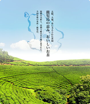 べにふうき今の季節に大人気！お茶 緑茶 粉末 べにふうき茶鹿児島産 40gコミコミ500円 送料無料