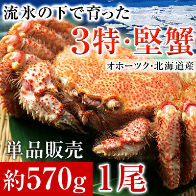 カニ味噌たっぷり、身入りも抜群「3特堅蟹」と呼ばれる北海道産の毛ガニを入荷!