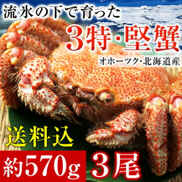 毛蟹 【流氷の下で育った、3特堅蟹・姿毛がに 1尾あたり約570g 3尾 】 毛ガニ 毛がに 堅蟹 北海道 オホーツク ボイル冷凍 かに カニ【稀に「足折れ」の場合があります】 お取り寄せ あす楽