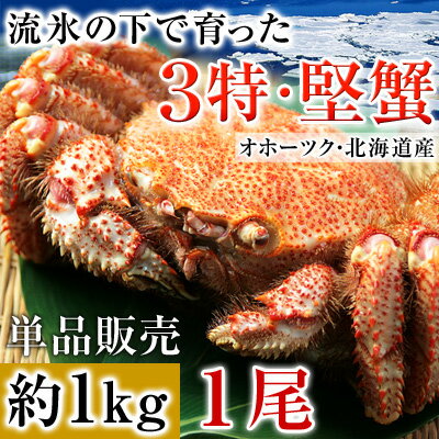 カニ味噌たっぷり、身入りも抜群「3特堅蟹」と呼ばれる北海道産の毛ガニを入荷!