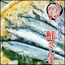 いわき市小名浜より選別&発送!鮮さんま15尾入(1尾あたり約...