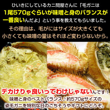 毛蟹 【流氷の下で育った、3特堅蟹・姿毛がに 1尾あたり約570g 3尾 】 毛ガニ 毛がに 堅蟹 北海道 オホーツク ボイル冷凍 かに カニ【稀に「足折れ」の場合があります】 お取り寄せ あす楽