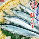 サンマ さんま 【 鮮さんま 10尾入 サイズ混合 水揚げ次第発送】 秋刀魚 生さんま 生サンマ 鮮 ...