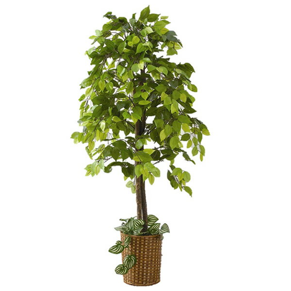 人工観葉植物 ベンジャミン 大型観葉植物 店舗用 リビングにもお勧め 観葉植物 今なら竹製鉢カバー付 た
