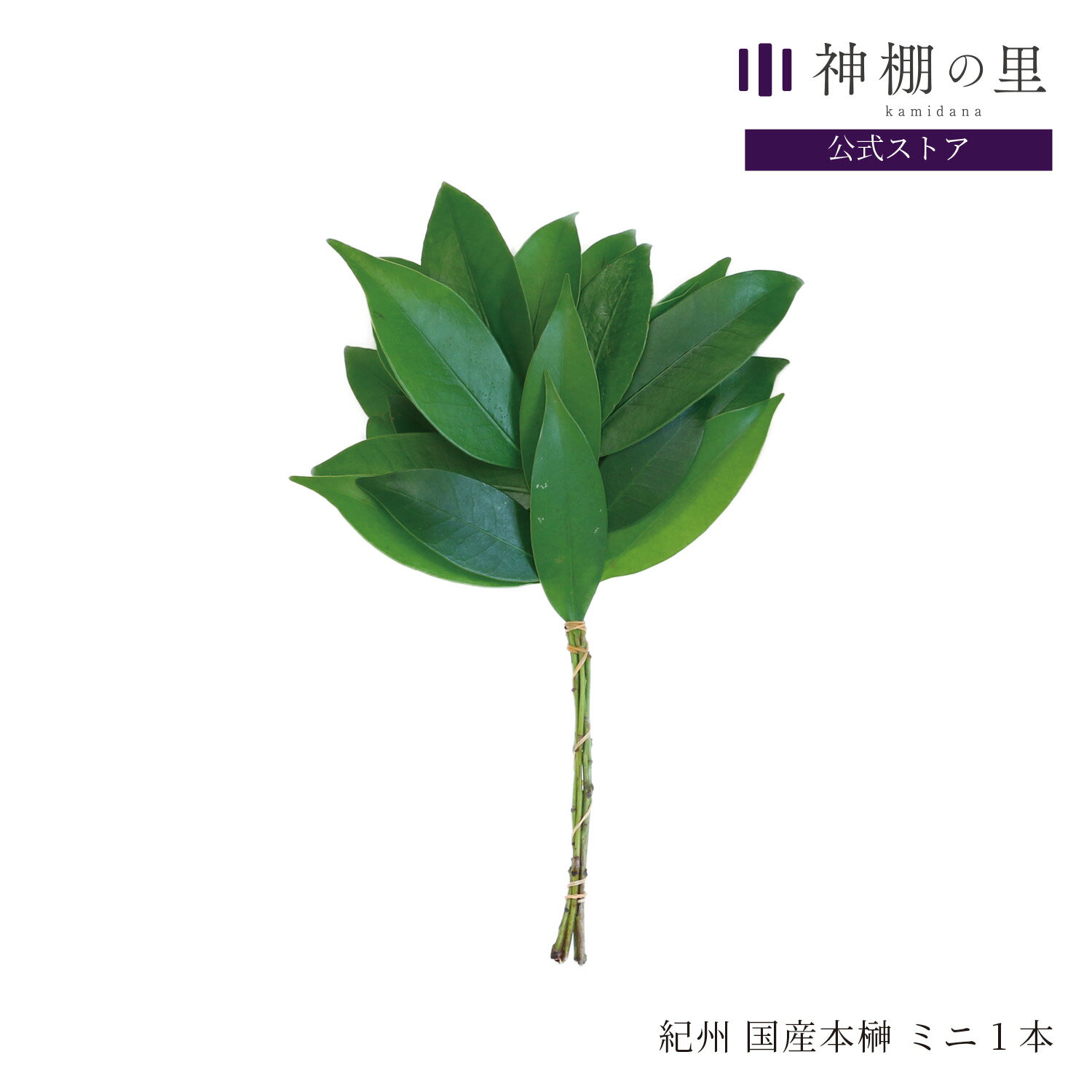 【ブラックフライデー限定ポイント5倍】 神棚 榊 生榊 紀州国産 本榊 ミニ 1本 和歌山県産 サカキ さかき 神棚の里(3)