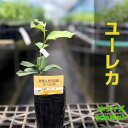 レモン 苗木 ユーレカ鉢植え 接ぎ木苗 9cmポット 柑橘 果樹 れもん アレンユーレカ