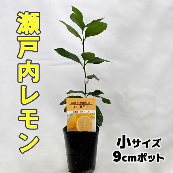 レモン 苗木 瀬戸内レモン 広島レモン 【ベランダで育成】鉢植え 接ぎ木苗 ポット植え [小]9cmポット 柑橘 果樹 果物 れもん