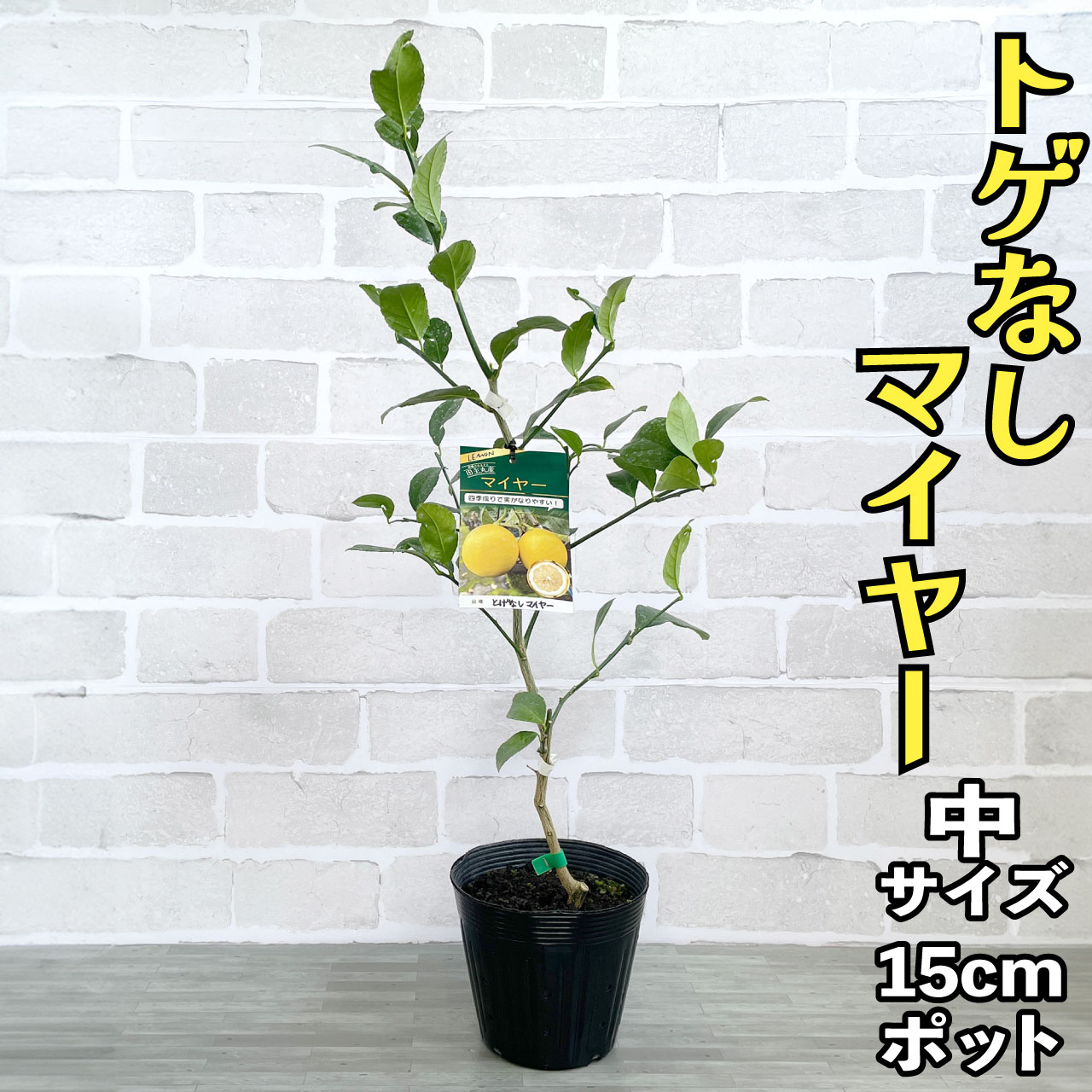 レモン 苗木 トゲなしマイヤー [中] 15cmポット 2年生 【トゲが少ない】 5号 鉢植え ポット植え 接ぎ木苗 レモンの木 柑橘 とげ無し 棘無し 果樹 シンボルツリー ギフト プレゼント 誕生日