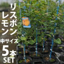 ◆送料無料◆レモン 苗木 リスボン 2年生 鉢植え 接ぎ木苗 ポット植え［中］ 柑橘 果樹 れもん