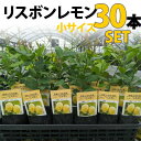 ◆送料無料◆【30本セット】レモン 苗木 リスボン 【ベランダで育成】 鉢植え 接ぎ木苗 ポット植え［小］ 柑橘 果樹 れもん　1年生