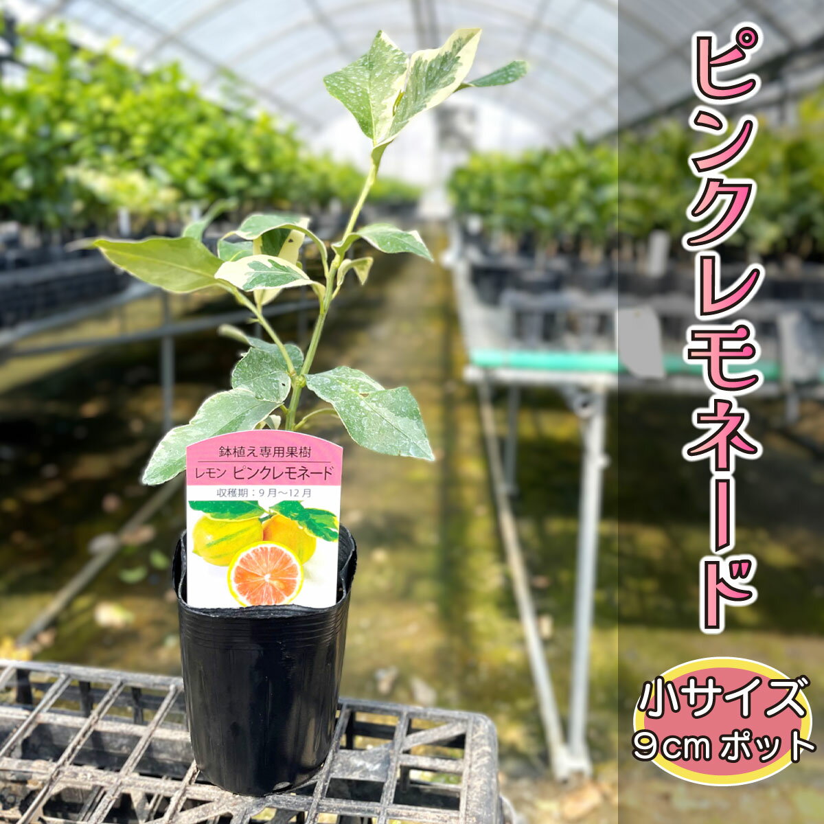 ピンクレモネード レモン 苗木 [小] 9cmポット 鉢植え 接ぎ木苗 ポット植え 果樹 家庭菜園