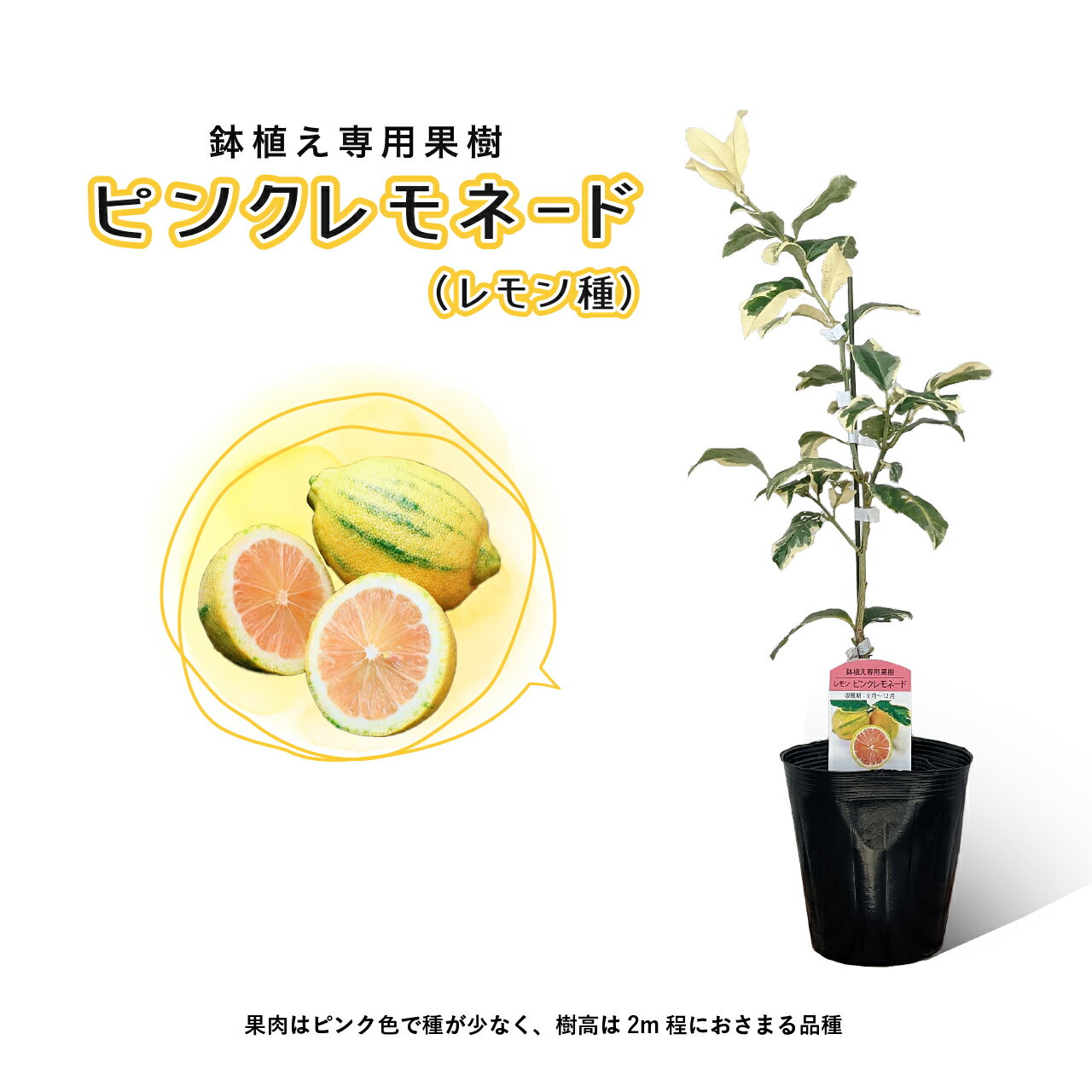 ピンクレモネード レモン 苗木 2年生　鉢植え 接ぎ木苗 ポット植え［中］15cmポット 柑橘 果樹 家庭菜園 おしゃれ　レモンの木