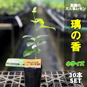 ◆送料無料◆【30本セット】 璃の香 りのか 苗木(PVP)【ベランダで育成】 鉢植え 接ぎ木苗 ポット植え ［小］ 柑橘 果樹 レモン