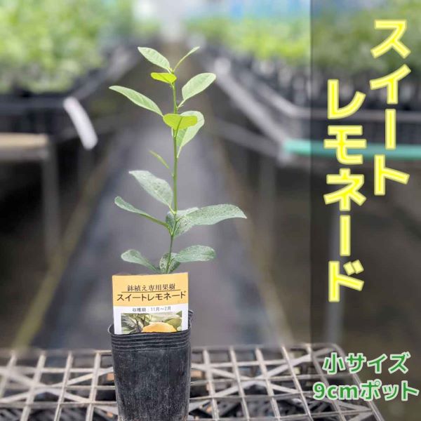 レモン 苗木 スイートレモネード  鉢植え 接ぎ木苗 ［小］9cmポット 果樹 果物 フルーツ 家庭菜園