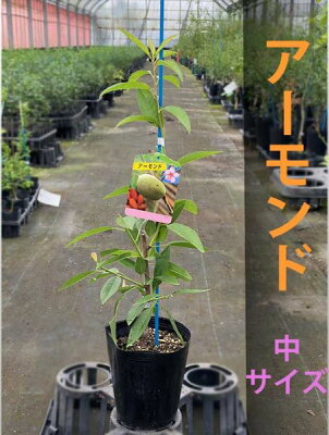 初心者でも簡単 アーモンドの栽培方法 種から育てる6つのコツをご紹介 暮らし の 初心者でも簡単 アーモンドの栽培方法 種から育てる6つのコツをご紹介 暮らし の