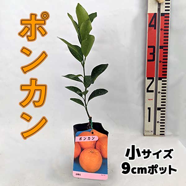 ポンカン 苗木【ベランダで育成】鉢植え 接ぎ木苗 ポット植え [小]9cmポット 柑橘 果樹 果物