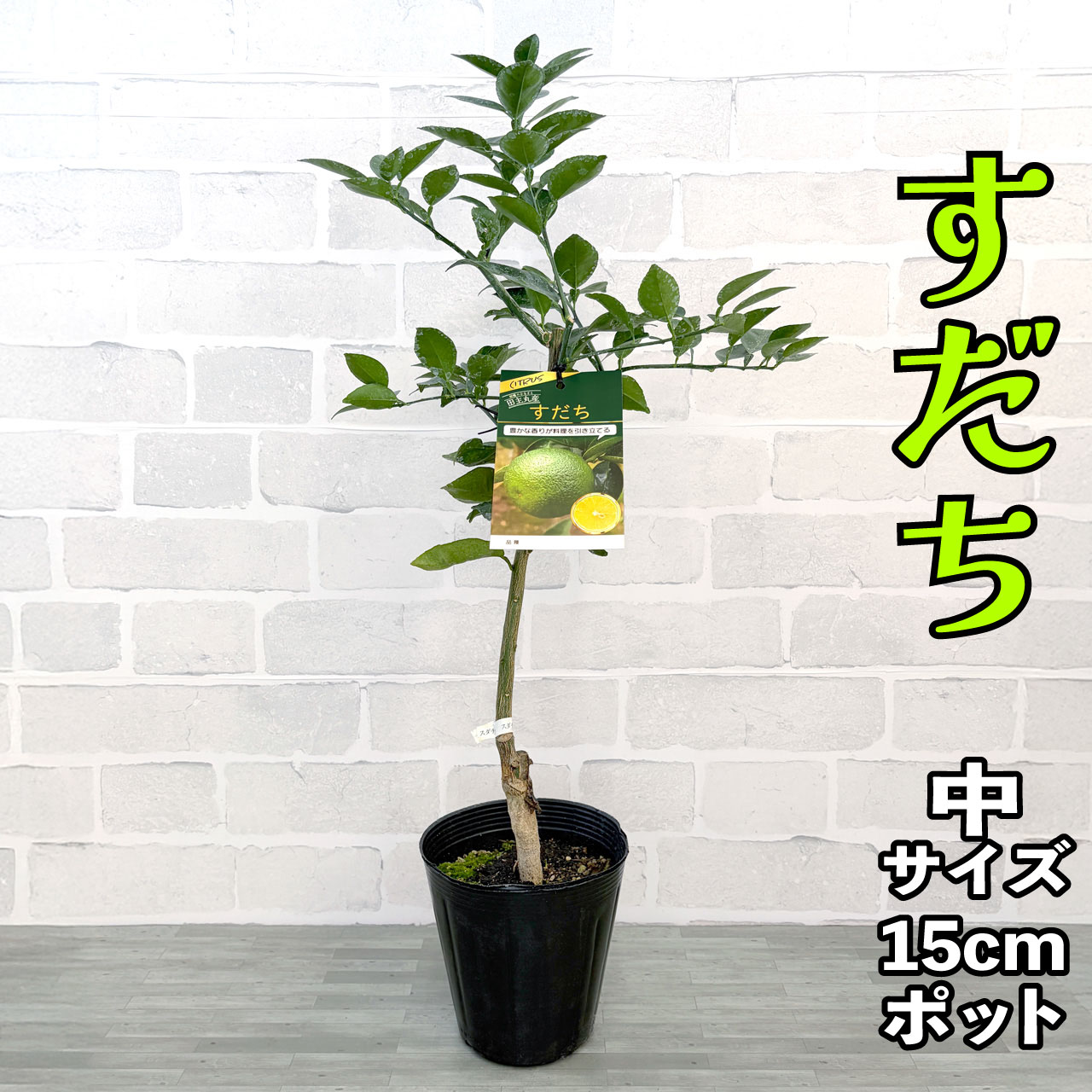 スダチ 苗木 [中] 15cmポット 【自宅で簡単】 5号 鉢植え 接ぎ木苗 香酸柑橘 酢橘 果樹 家庭菜園 ギフ..