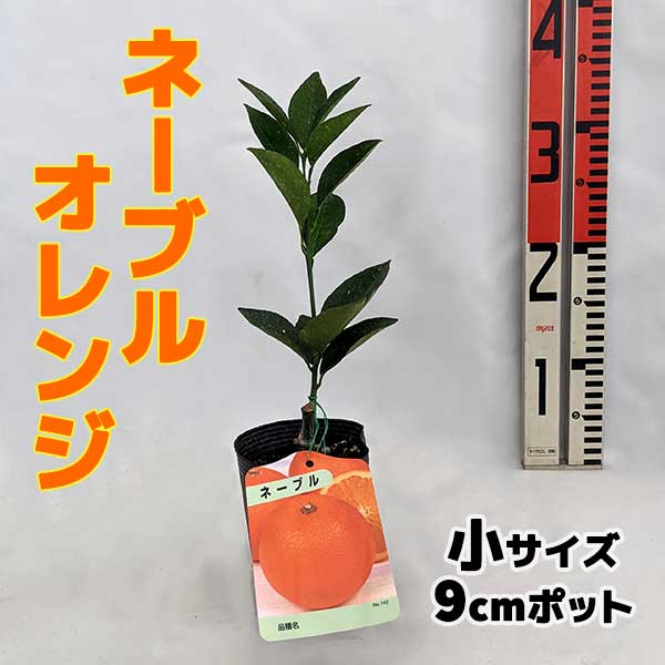 ネーブルオレンジ 苗木 【ベランダで育成】鉢植え 接ぎ木苗 