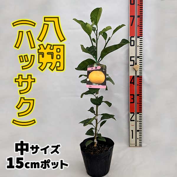 ハッサク 苗木 八朔(はっさく)【ベランダで育成】鉢植え 接ぎ木苗 ポット植え [中]15cmポット 柑橘 果樹 果物