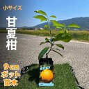 甘夏柑 あまなつ 苗木 【ベランダで育成】 鉢植え 接ぎ木苗 9cmポット［小］ 柑橘 果樹 甘夏 アマナツ みかん 苗3月 春