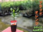 ブラッドオレンジ 苗木 【ベランダで育成】鉢植え 接ぎ木苗 ポット植え［小］9cmポット 柑橘 果樹 家庭菜園 果物 フルーツ イタリアン おしゃれ