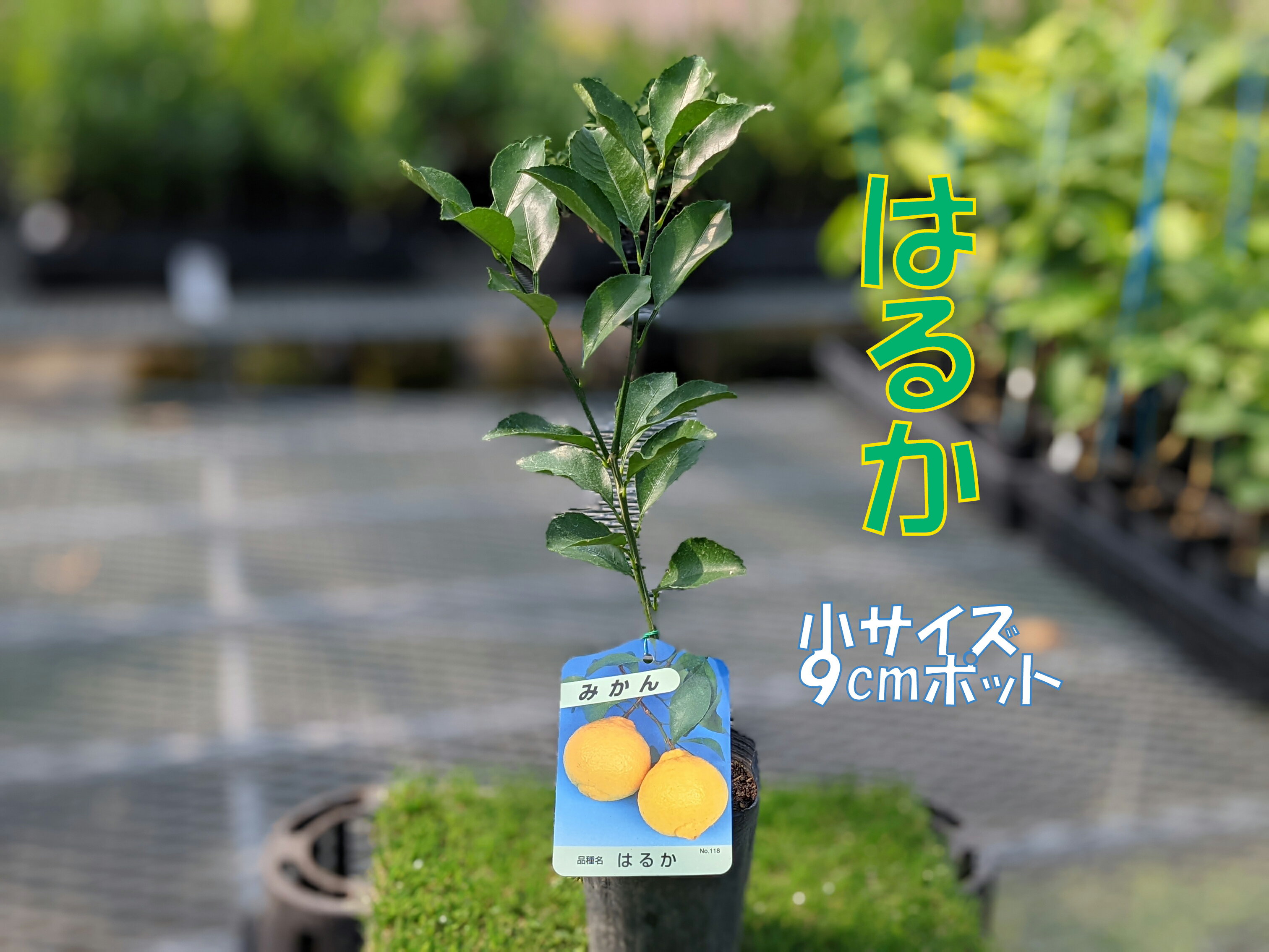 みかん 苗木 はるか【ベランダで育成】1年生 鉢植え 接ぎ木苗 [小] 9cmポット 果樹 みかん ミカン