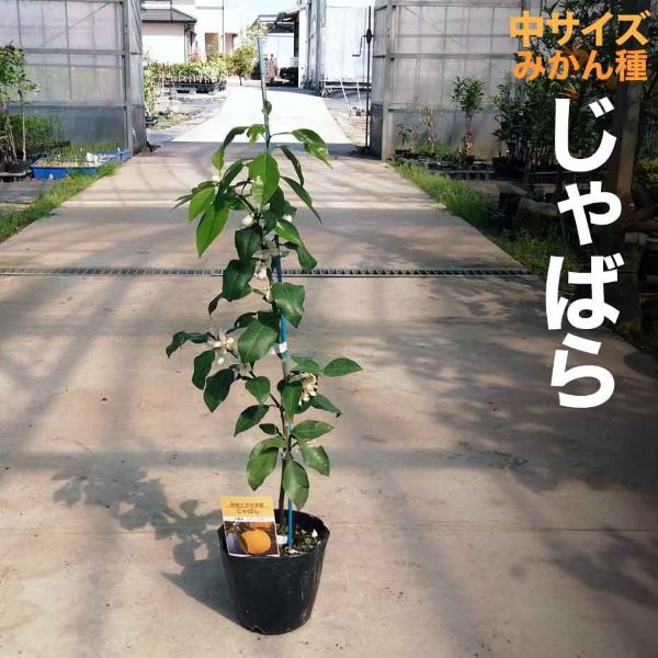 みかん 苗木 じゃばら【ベランダで育成】鉢植え 接ぎ木苗 ポット植え [中]15cmポット 柑橘 果樹 果物 ミカン ジャバラ 1