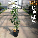 みかん 苗木 じゃばら【ベランダで育成】鉢植え 接ぎ木苗 ポット植え [中]15cmポット 柑橘 果樹 果物 ミカン ジャバラ