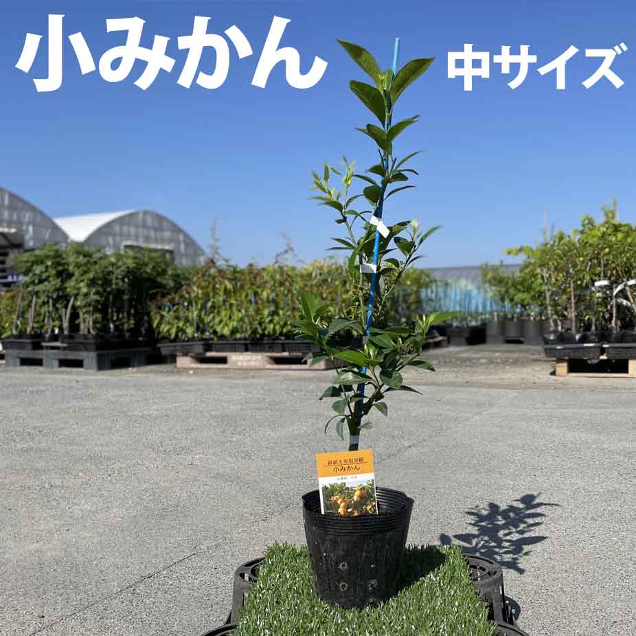 みかん 苗木 小ミカン【家庭菜園】2年生　鉢植え 接ぎ木苗 ポット植え [中]15cmポット 果樹 柑橘 収穫 春