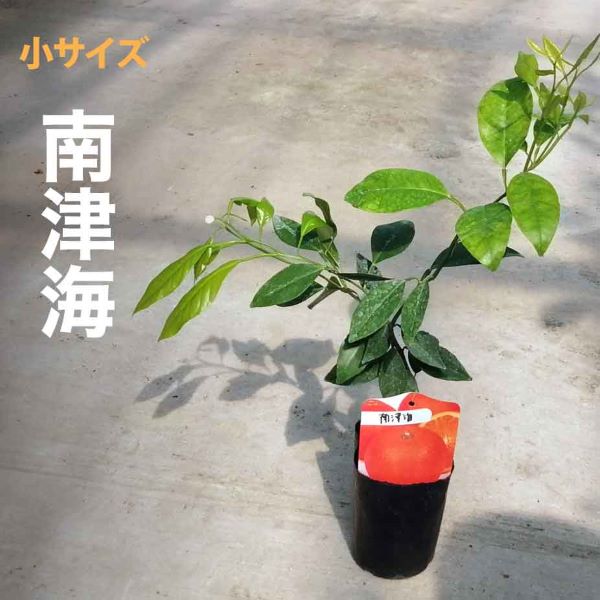 みかん 苗木 南津海【ベランダで育成】鉢植え 接ぎ木苗 ポット植え [小] 9cmポット 柑橘 果樹 果物 家庭菜園 ミカン