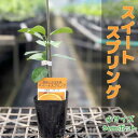 みかん 苗木 スイートスプリング鉢植え 接ぎ木苗 ポット植え 9cmポット 柑橘 果樹 果物 ミカン　寒さに強い　甘い