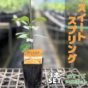 ◆送料無料◆【3本セット】 みかん スイートスプリング 苗木【ベランダで育成】 鉢植え 接ぎ木苗 9cmポット［小］ 果樹