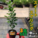 ◆送料無料◆ みかん スイートスプリング 苗木  鉢植え 接ぎ木苗 ポット植え ［中］ 果樹