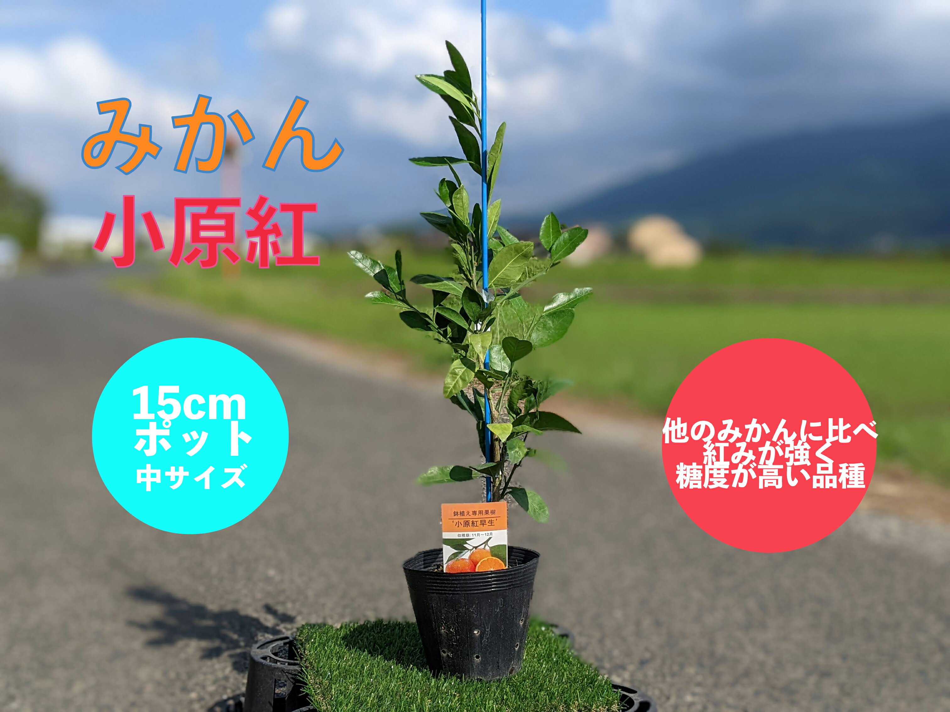 みかん 苗木 小原紅【ベランダで育成】2年生　鉢植え 接ぎ木苗 [中]15cmポット 果樹 家庭菜園 温州ミカン　ギフト　ミカンの木　みかんの木