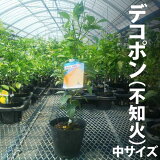 デコポン（九州でも熊本名産で有名な柑橘品種です）