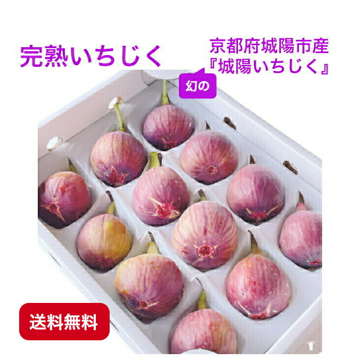 完熟 いちじく 京都府城陽市産 城陽いちじく 12個入り 敬老の日 ギフト フルーツのサムネイル