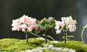 花の木 桜の木 テラリウムフィギュア ミニチュア ミニフィギュア ジオラマ コケリウム イベント 木模型