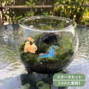 テラリウムキット 【小川と動物】 コケリウム おしゃれ 贈り物 ガラスボウル コケインテリア 母の日ギフト 父の日 敬老の日 コケテラリウム手作りキット 創作キ...