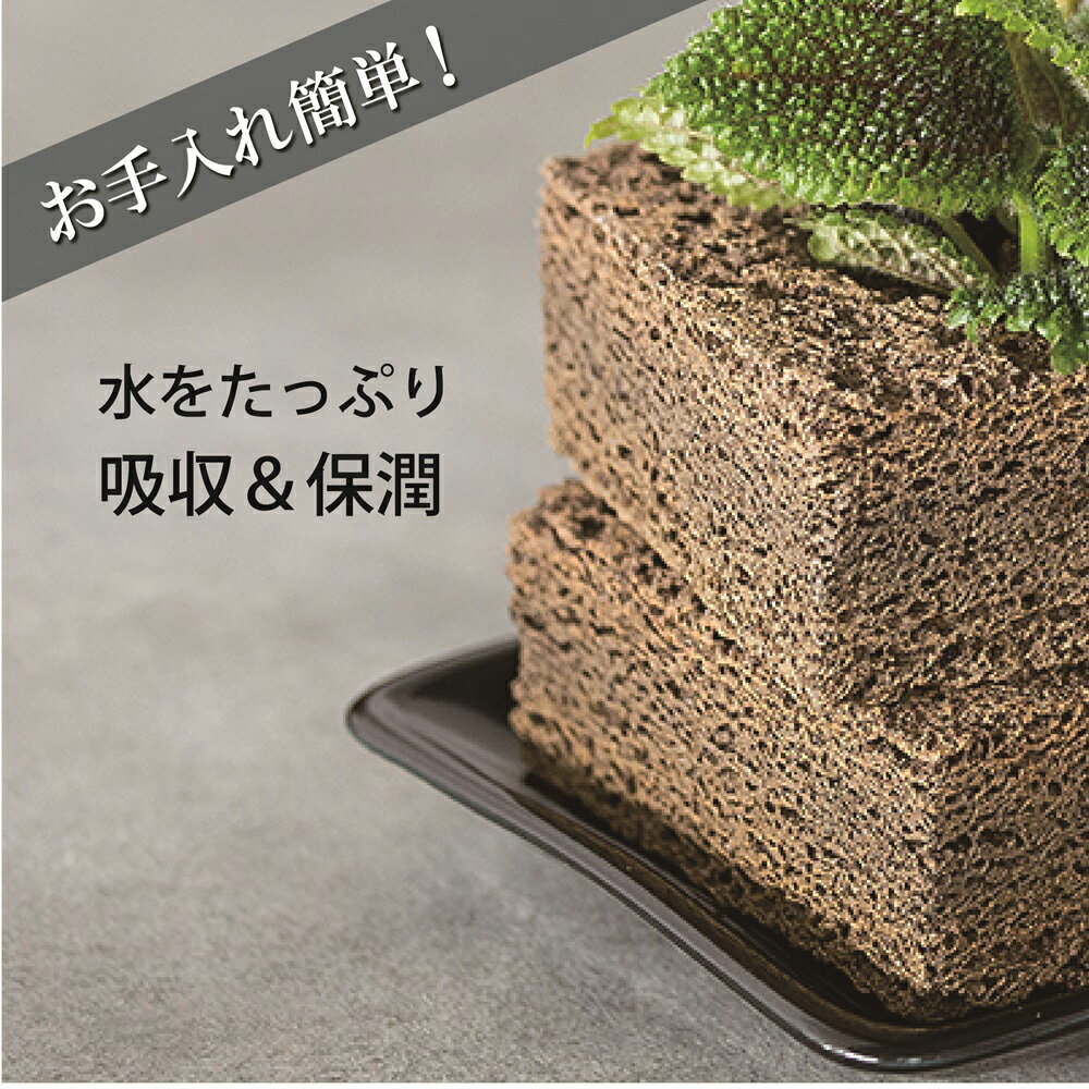 ≪トーケン≫Buddy TWIST（ツイスト） Sサイズ【植彩インテリア バディー 観葉植物 ...
