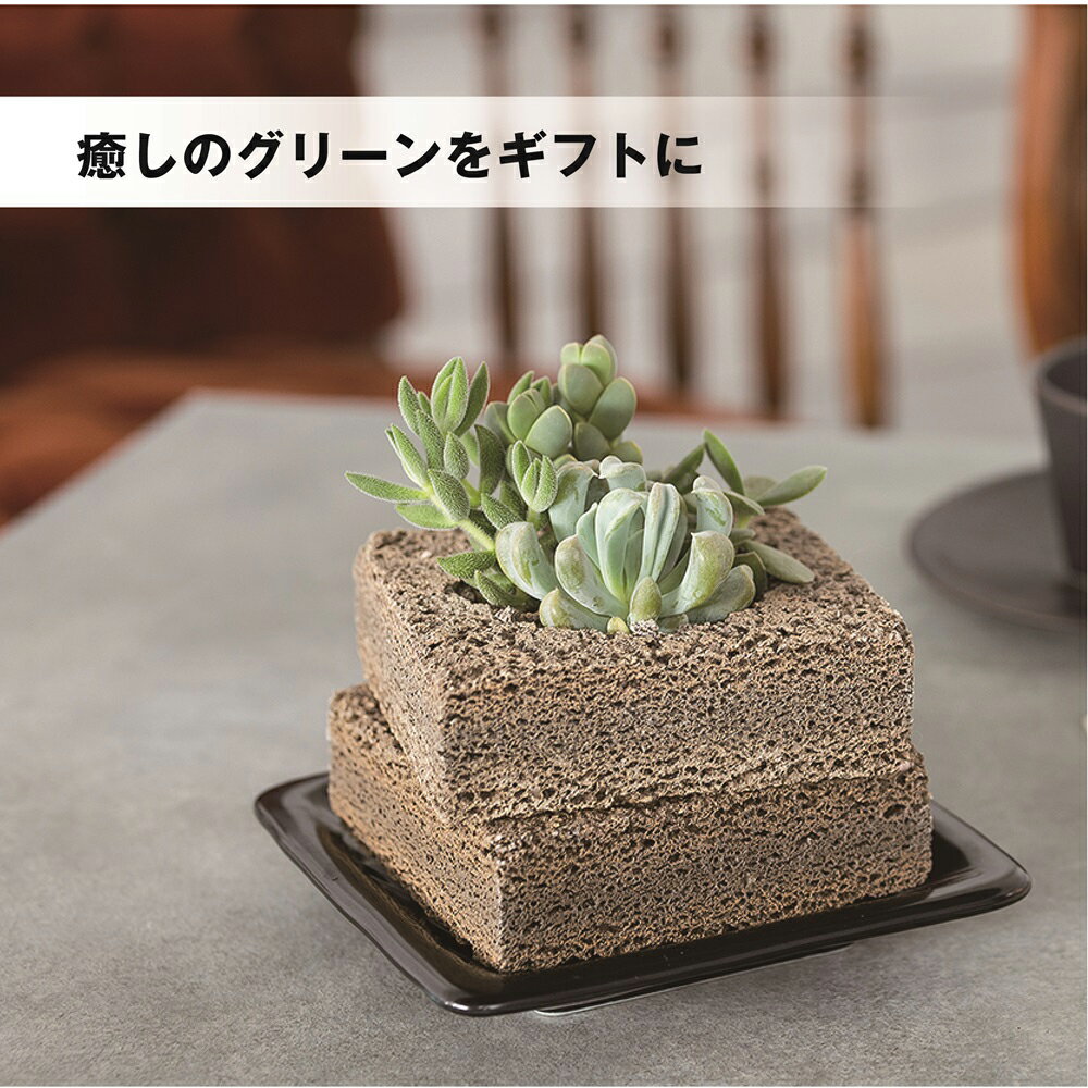 ≪トーケン≫Buddy TWIST（ツイスト） Sサイズ【植彩インテリア バディー 観葉植物 ...