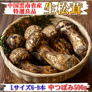 【特選】生まつたけ 中つぼみ 500g HAL中国雲南省産 天然松茸 高品質 中つぼみ〜令和4年産 松茸 受注後空輸して順次発送〜【送料無料】※一部地域を除く