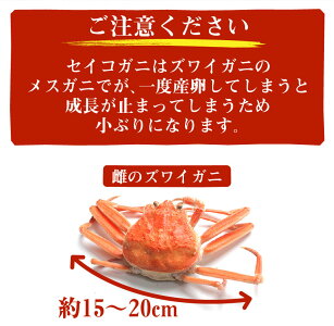 セイコガニ100%石川県産松葉セイコガニ6〜8杯入り